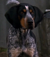 ... movie homeward bound ii lost in san francisco franchise homeward bound