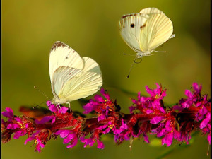 Butterflies On Flowers Wallpaper Yvt /