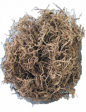 Spanish Moss - NATURAL