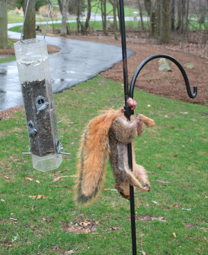 Squirrel Having Bad Day