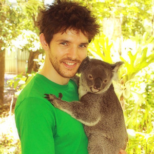 Colin Morgan and Koala (via Tumblr)