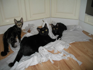 aaa-Cats-caught-in-the-act.JPG