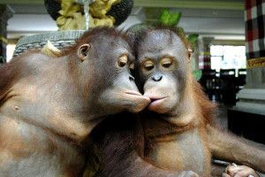 Two Monkeys Kissing