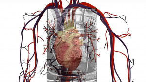 Image Human Heart and Circulatory System Dome of the R jpg