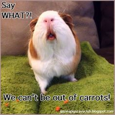 ... Pigs' Cavy Club Tips & Pics: Guinea Pig Funnies Just for Fun More