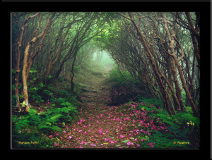 what odes your own path look like?