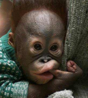 funny baby monkeys surprised