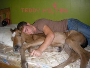 KY Man Arrested For Having Sex With A Horse | TeddyHilton.com