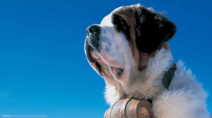 The bond and relationship between you & your dog starts the moment he ...