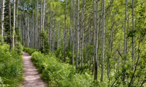 Steamboat Springs Hiking Trails, Colorado Hikes