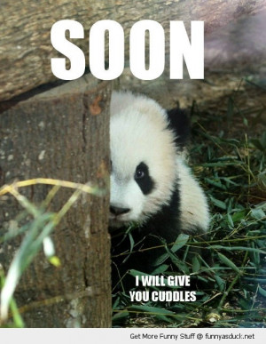 Fluffy Thing Fridays – Pandas!!