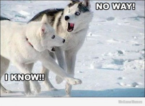no-way-i-know-husky.jpg