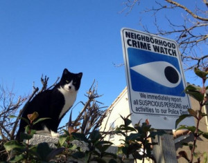 neighborhood crime watch