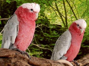 Rose-Breasted pink Cockatoos from Australia via Bird's Eye View at www ...