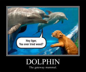 Miami Dolphins Funny Jokes