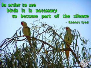 Birds quotes, larry bird quotes, bird quote