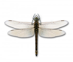 Dragonfly – Close up