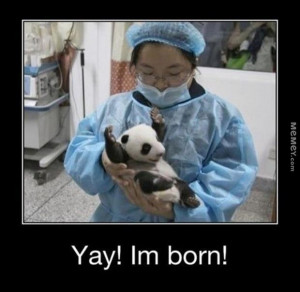 Cute Happy Panda Bears