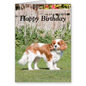 Cavalier King Charles Spaniel happy birthday card