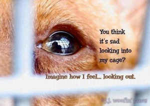 You think it's sad looking into my cage? Imagine how I feel....looking ...