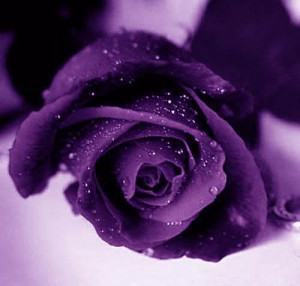purple_rose.jpg image by jrodsnana
