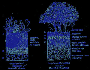 Soil Profiles Different Gif