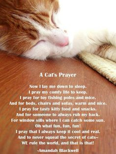 cat's prayer More