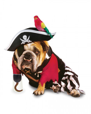 pirate-halloween-dog-costume-for-dogs.jpg