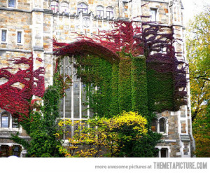 Funny photos funny building flowers colors