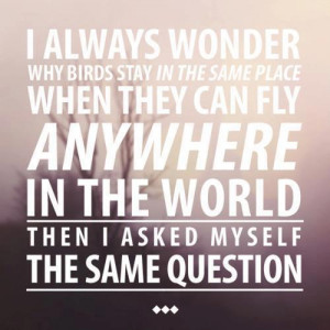 Freedom Quotes About Life I always wonder why birds stay