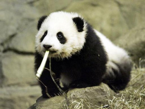 Funny Photos Panda Baby And Animal Cute Hello 9 Picture