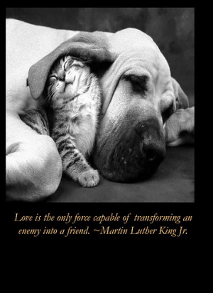 cats animals quotes motivational dogs martin luther king kittens ...