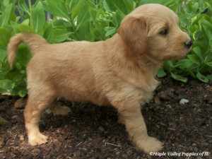 F1B Mini Goldendoodle Puppies