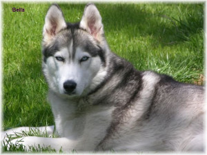 Siberian Husky Pictures