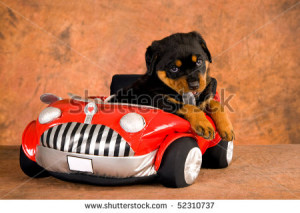 Cute Rottweiler puppy in red toy car, on brown mottled background ...