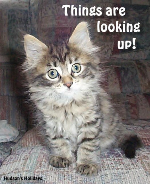 Cat quote of the week- Things are looking up!