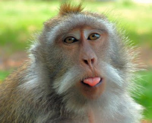 Funny Monkey Faces and Expressions Photos