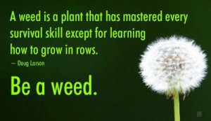 Randy Hilarski - Google+ - A weed is a plant that has mastered every ...