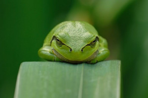 Zen Frog Images