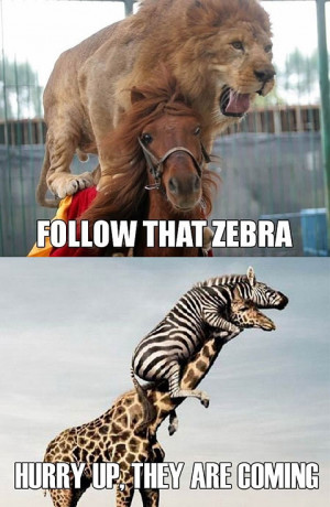 Funny photos funny zebra riding giraffe