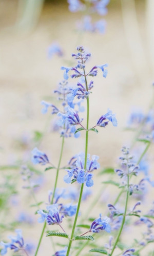 Blue Flower Motion Graphics