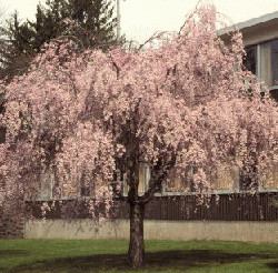 Blooming Cherry
