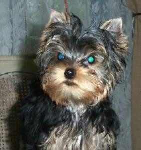 yorkshire_terrier