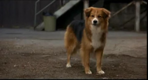 Re: What breed of dog is she?