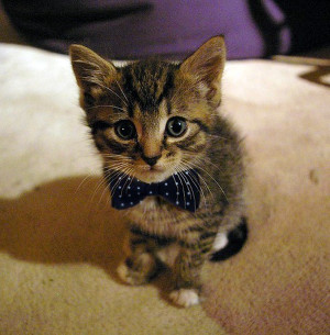 Just a Kitten…With a Bow Tie