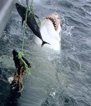 Ururoa (great white shark)