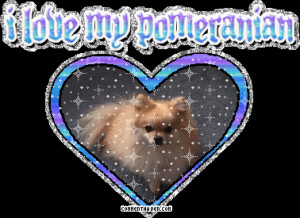 Pomeranian Gif