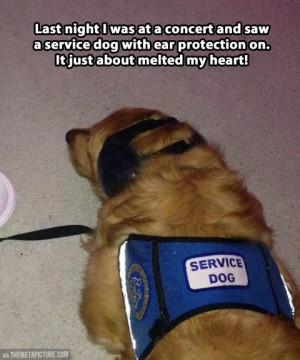 service dog with ear protection on…