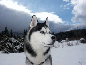 Foto De Siberische Husky, niet zomaar een hond (1628x bekeken)