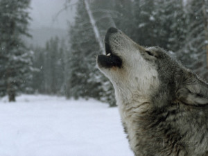 Alpha Wolf Howling A howling alpha male gray wolf